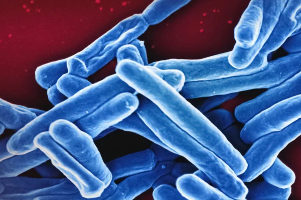 el-tratamiento-de-la-tuberculosis