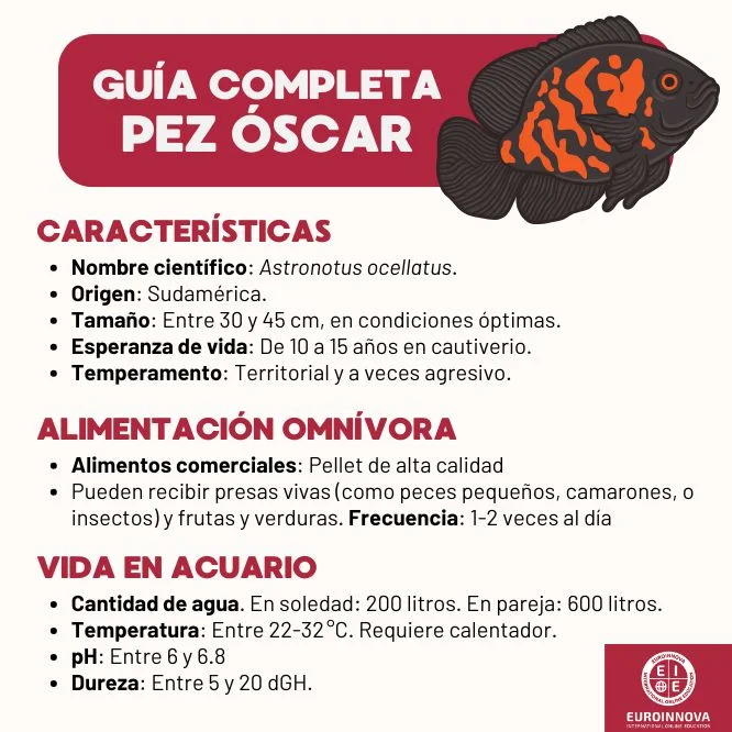 Guía completa Pez óscar