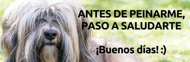 meme original buenos días