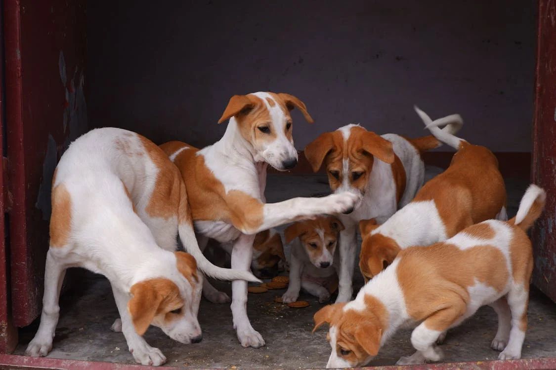 ¿Qué es un núcleo zoológico? Conoce la importancia del bienestar animal