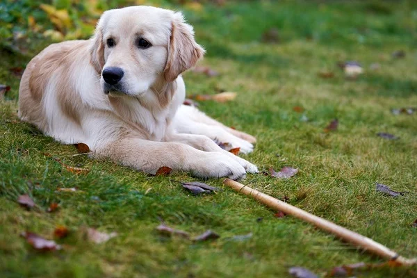 Cuánto cuesta mantener un perro al año