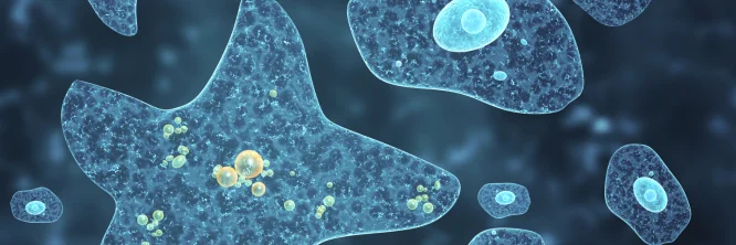 reino protista ameba