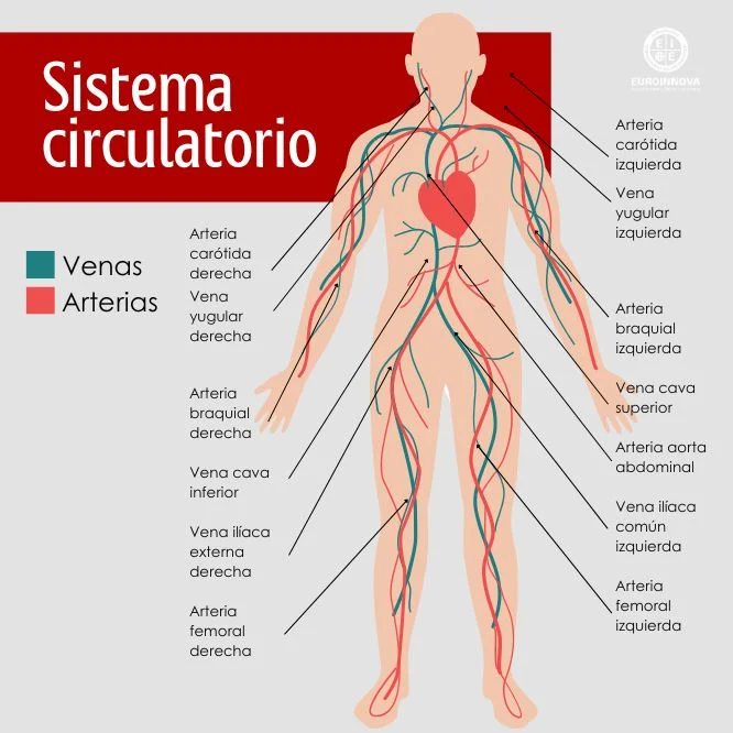 Sistema circulatorio partes