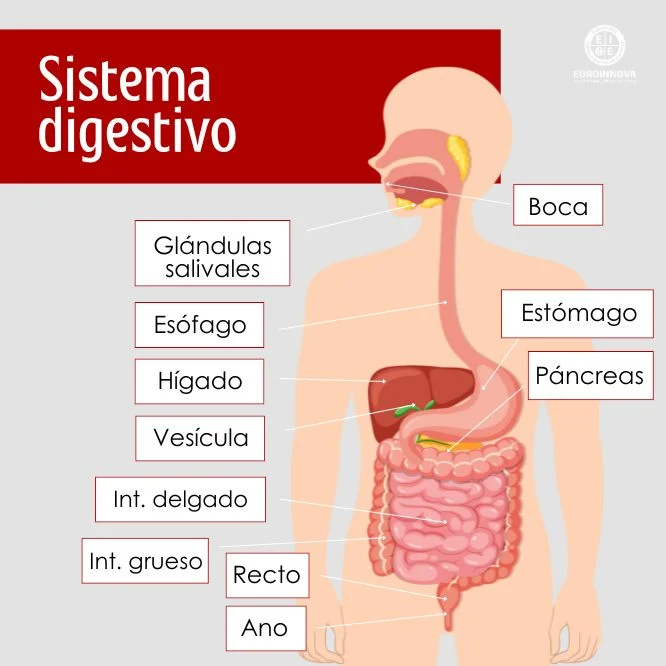 Sistema digestivo partes