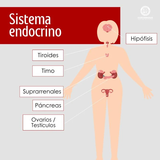 Partes del sistema endocrino