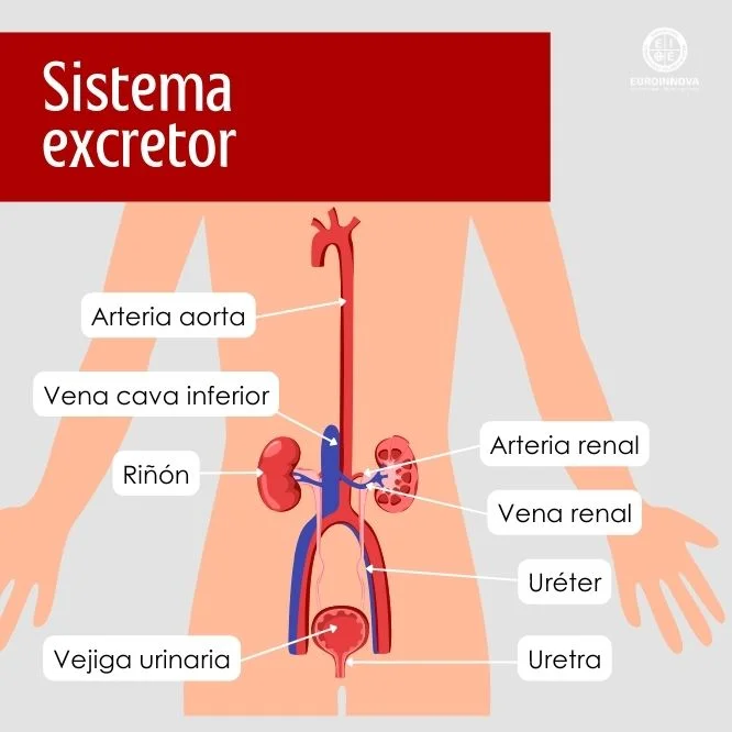 Sistema excretor partes
