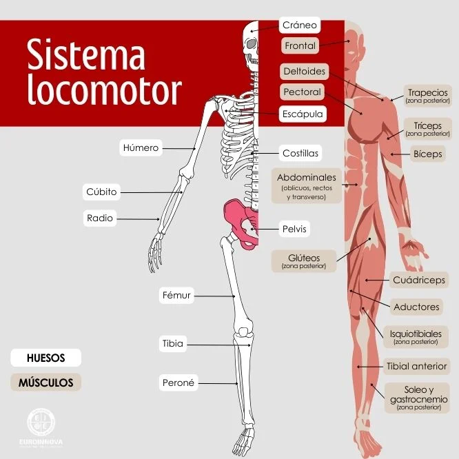 Sistema locomotor partes