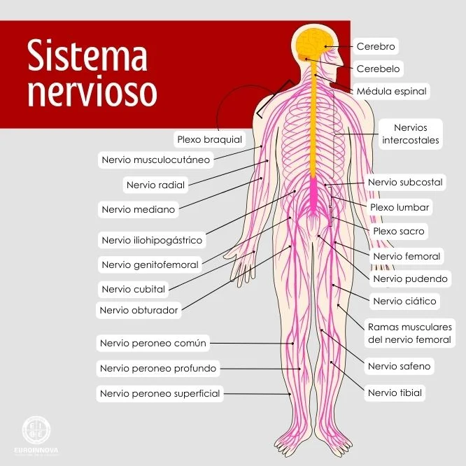 Sistema nervioso partes