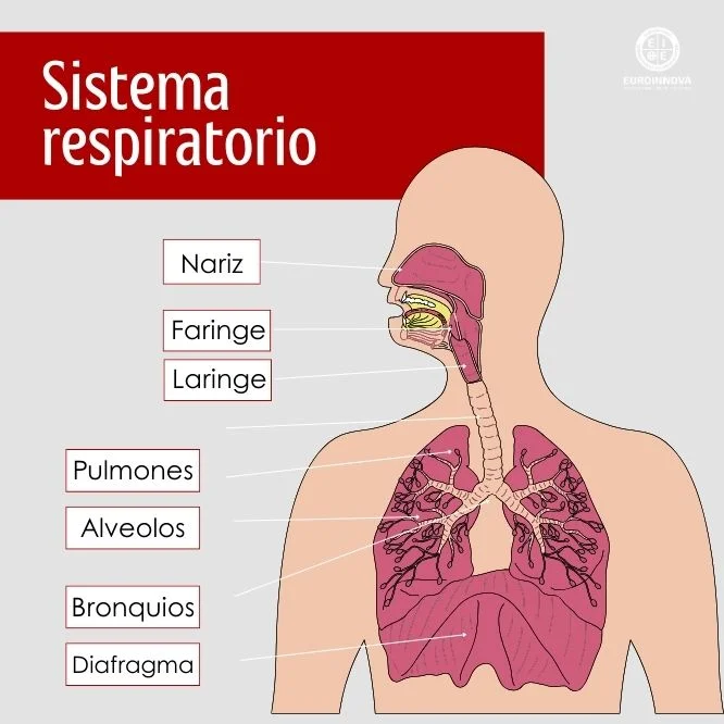 Partes del sistema respiratorio