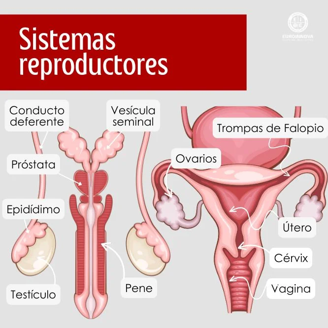Partes del sistema reproductor