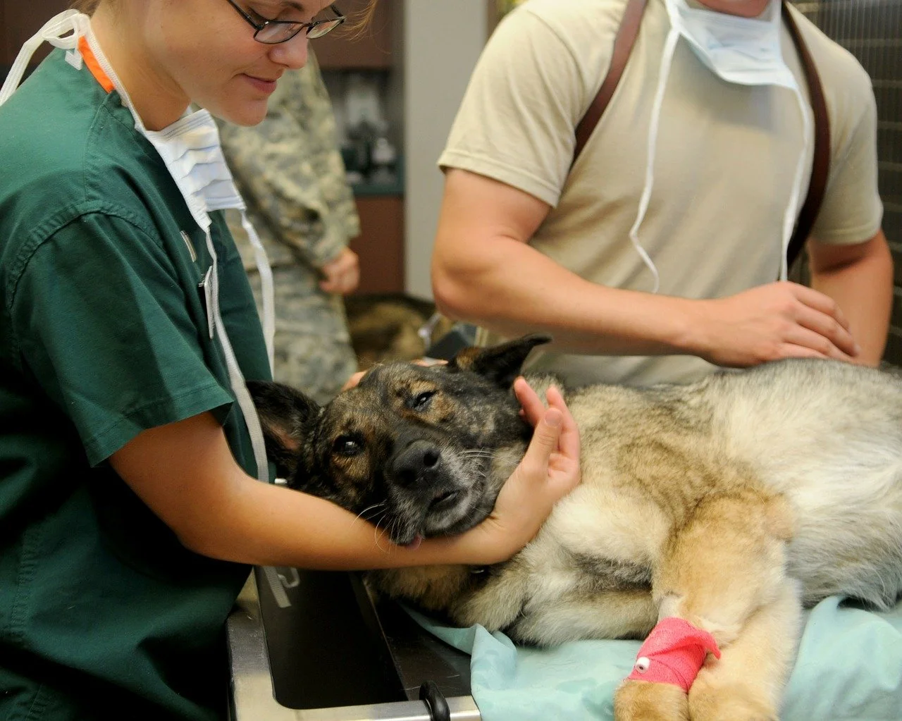 trabajar-de-auxiliar-veterinario